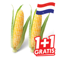 Hollandse Suikermais