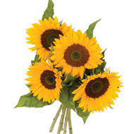 Zonnebloemen