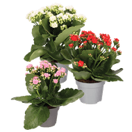 Kalanchoë