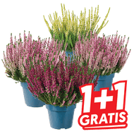 Calluna