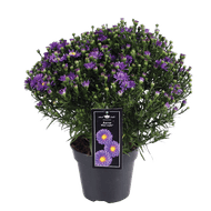 Tuinaster