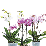 Alle Soorten Orchideeën