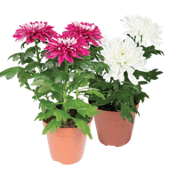 Pluis Chrysant