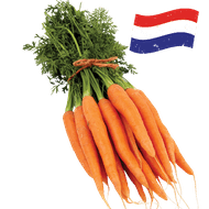 Hollandse Bospeen