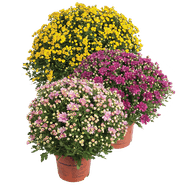 Bolchrysant