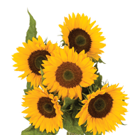 Zonnebloemen