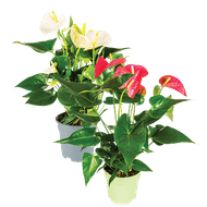 Anthurium