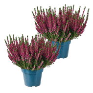Calluna