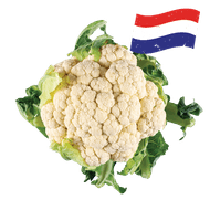 Hollandse Bloemkool