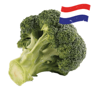 Hollandse Broccoli