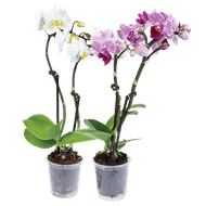 Orchidee