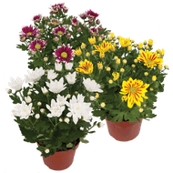 Potchrysant