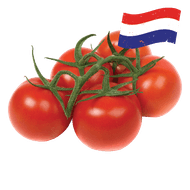 Hollandse Trostomaten