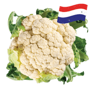 Hollandse Bloemkool