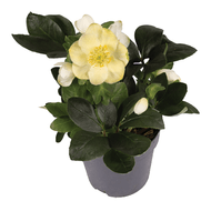 Helleborus