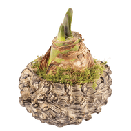 Amaryllis In Beton Eikel