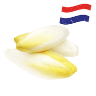 Hollandse Witlof