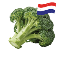 Hollandse Broccoli
