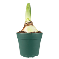 Amaryllis Op Pot