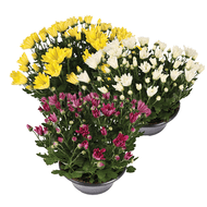 Chrysant Schaal