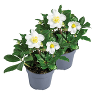 Helleborus