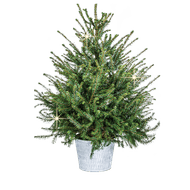 Kerstboom In Zinken Pot