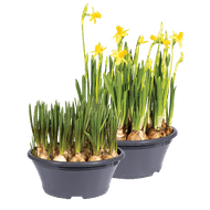 Schaal Met Voorjaarsbollen