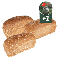 DekaVers Hollander of Tarpan Brood