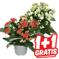 Glitter Kalanchoe
