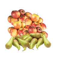 Hollandse Appelen of Peren